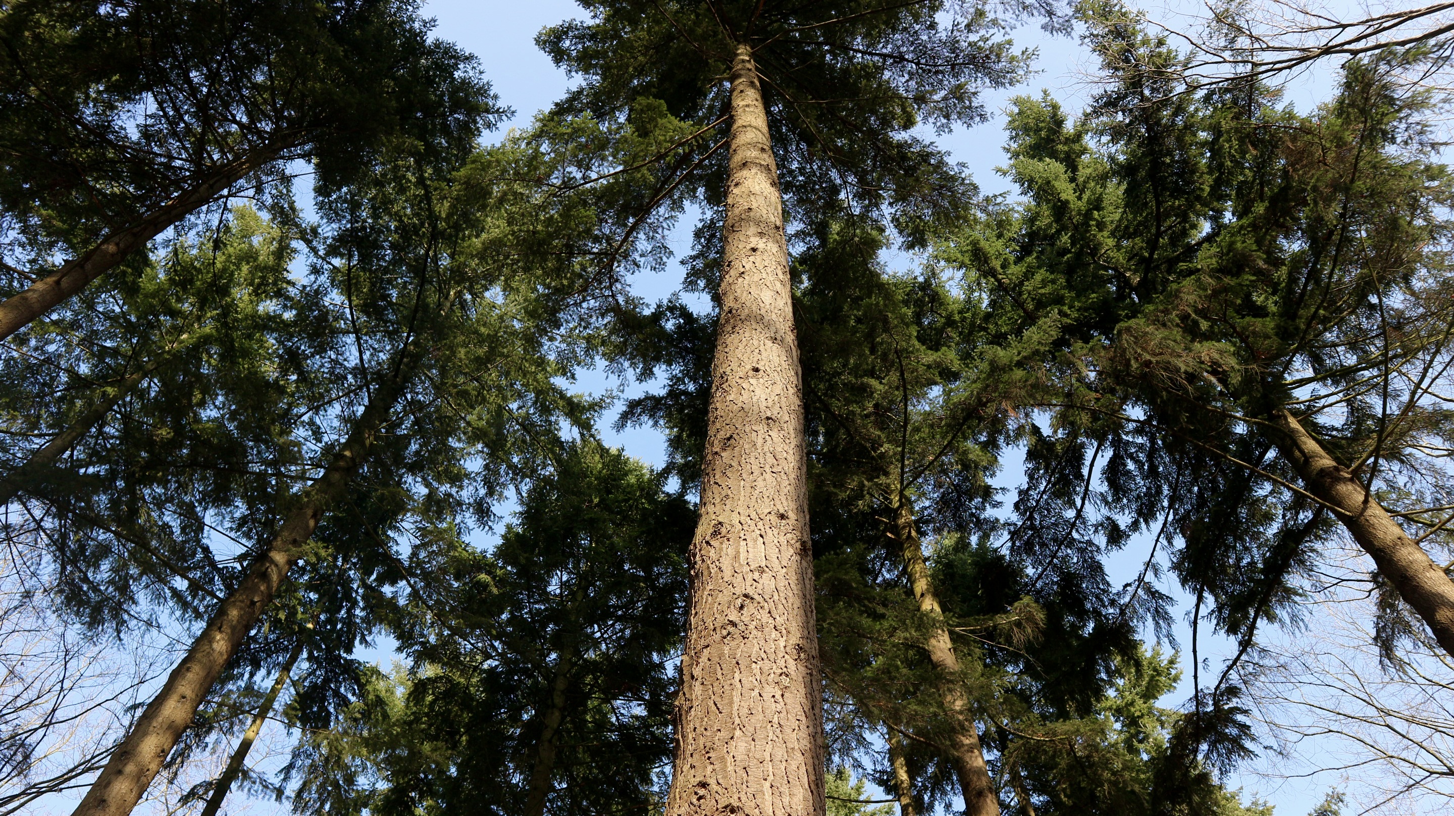 Het bos van Begienen Bos in Maria Hoop, Limburg